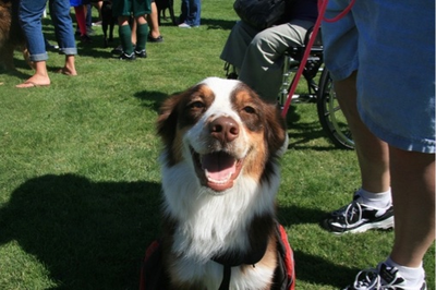 Bark at the Park dog event