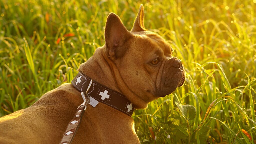 Puppy with collar