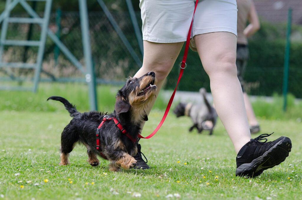 Dog walking with owner