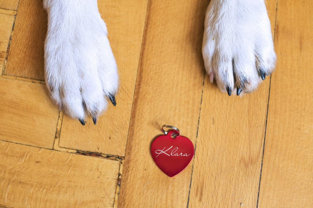 Dog with heart ID tag