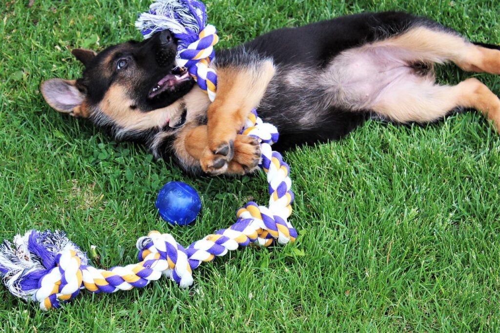 Puppy with rope toy