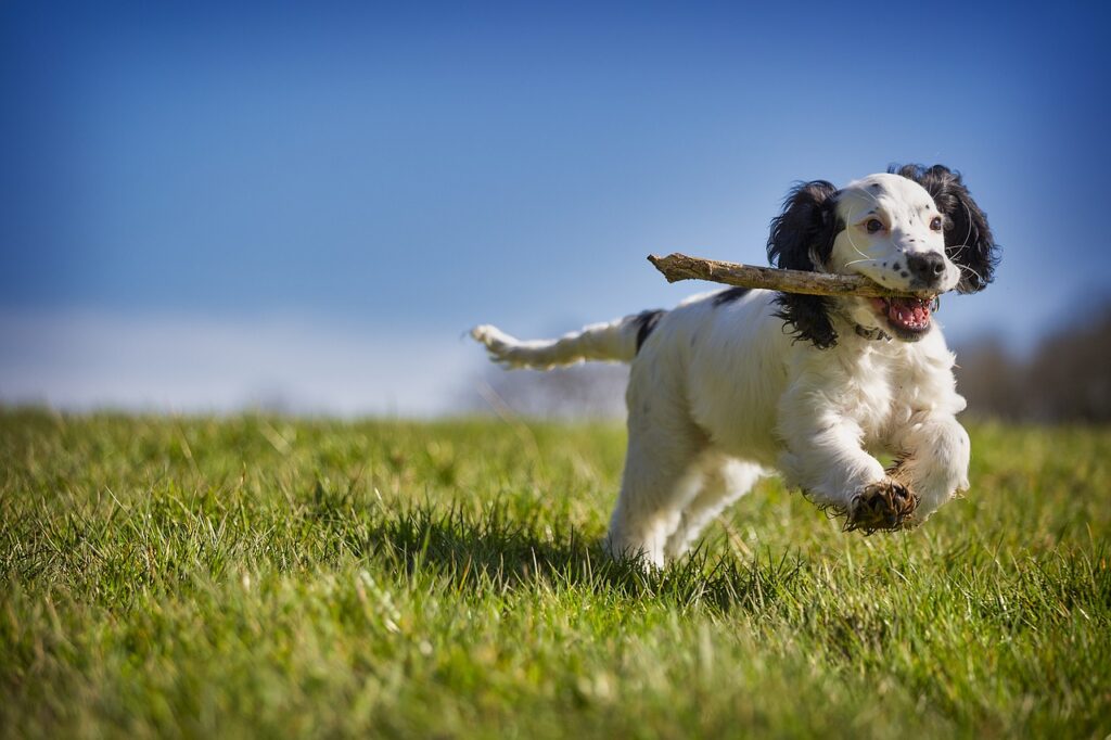 Dog playing fetch with stick