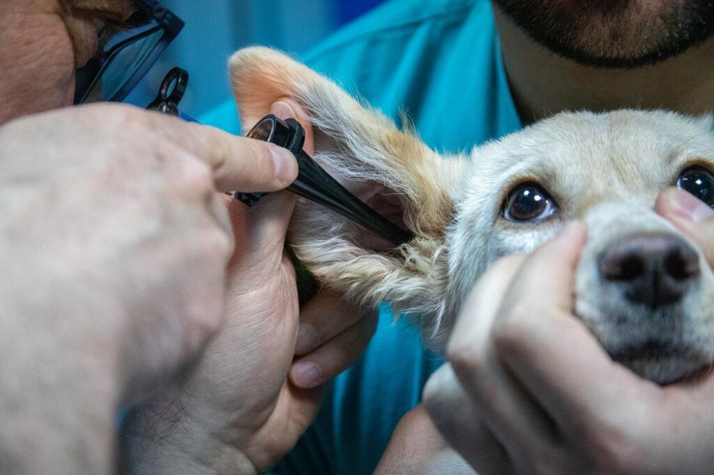 Dog at vet