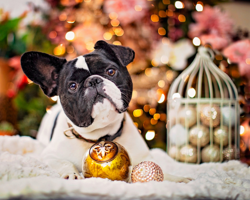 3 Ways To Keep Your Dog Safe & Comfortable This Holiday Season!